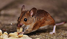 24 Hour & Emergency Exterminators in Brannan Island, CA